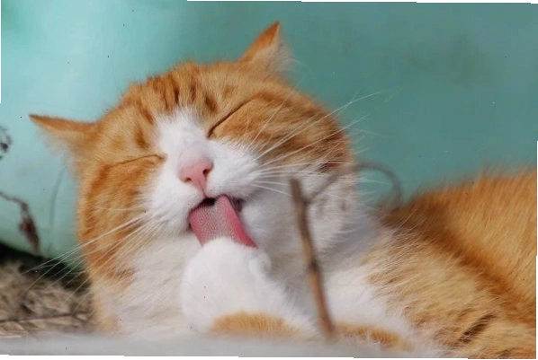 Tắc búi lông ở mèo