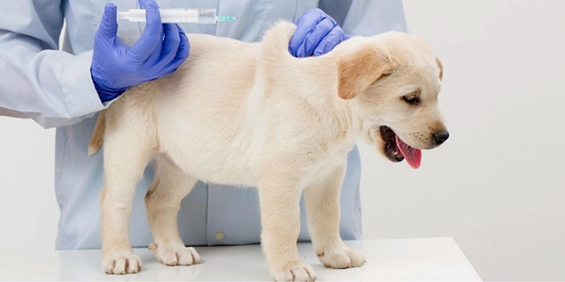 Tại sao cần tẩy giun cho chó con để đảm bảo sức khỏe