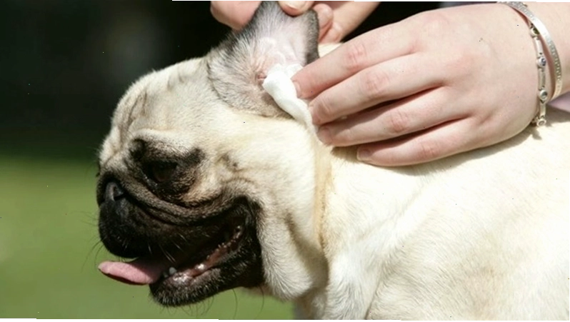 Tầm quan trọng của việc tập luyện và kiểm soát cân nặng cho chó Pug