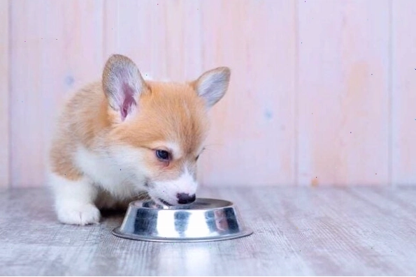 Tần suất ăn của chó Corgi