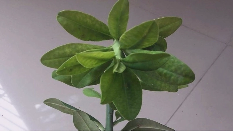 Thạch anh là cây mọng nước phát triển tốt ở điều kiện khắc nghiệt