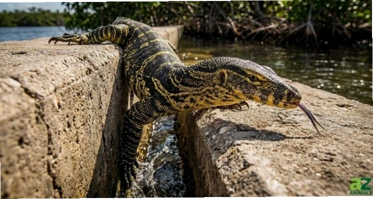 Thằn lằn monitor sông Nile leo tường
