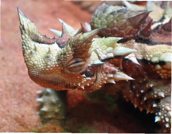 Thằn lằn quỷ gai, loài bò sát kỳ lạ sống ở Australia