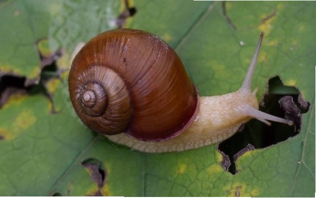 Thanh niên mê man do ăn ốc sên sống