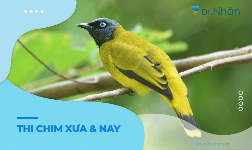 Thi chim cảnh đã có từ lâu đời và ngày càng phát triển