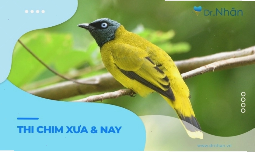 Thi chim xưa và nay mang nét văn hóa đặc sắc