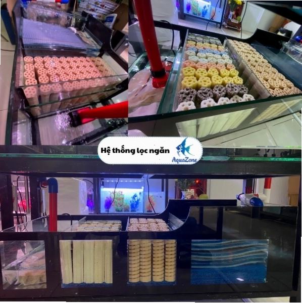 Thiết kế hệ thống lọc ngăn khoa học trong bể cá cảnh