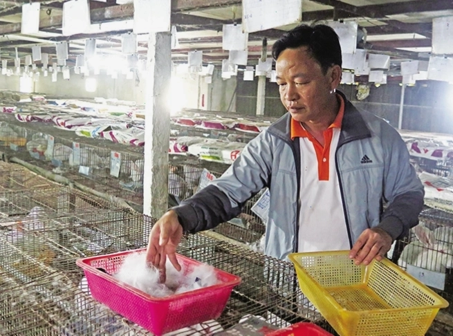 Thỏ con đang ăn cỏ xanh tươi