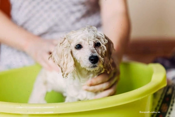 Thợ tắm chuyên nghiệp đang chăm sóc bộ lông cho chó Poodle