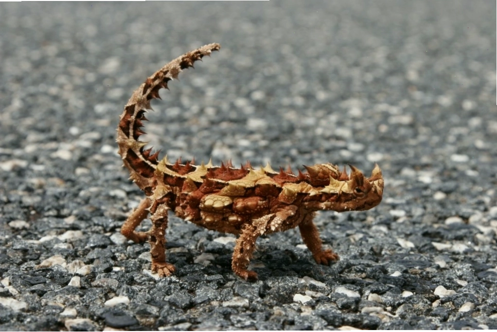 Thorny devil bò trên mặt đường