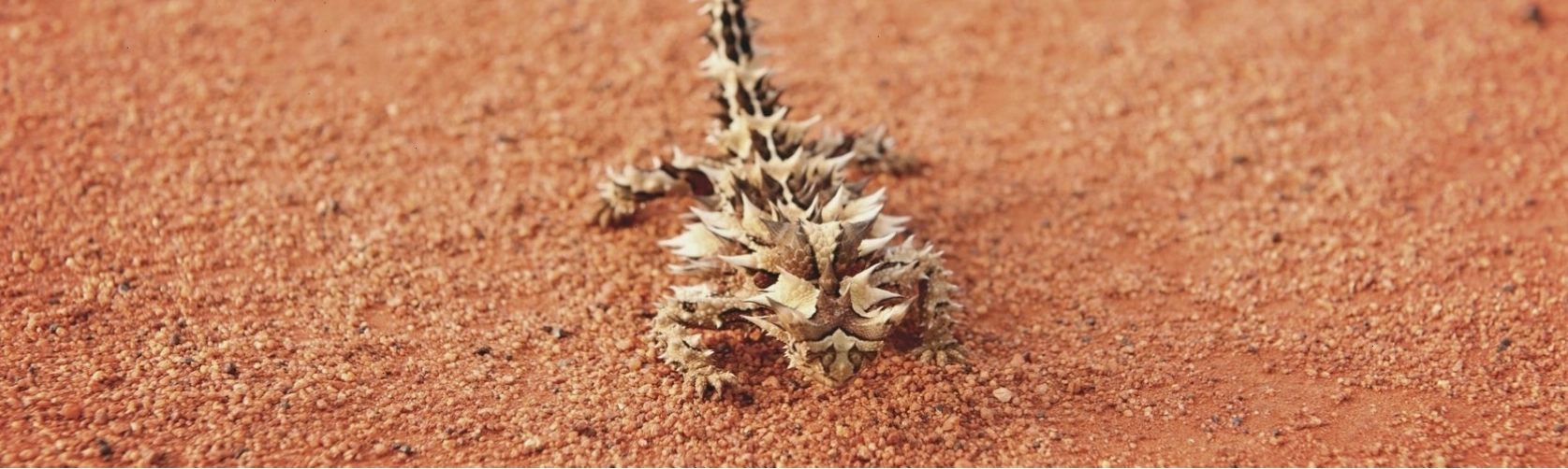 Thorny devil trong môi trường tự nhiên