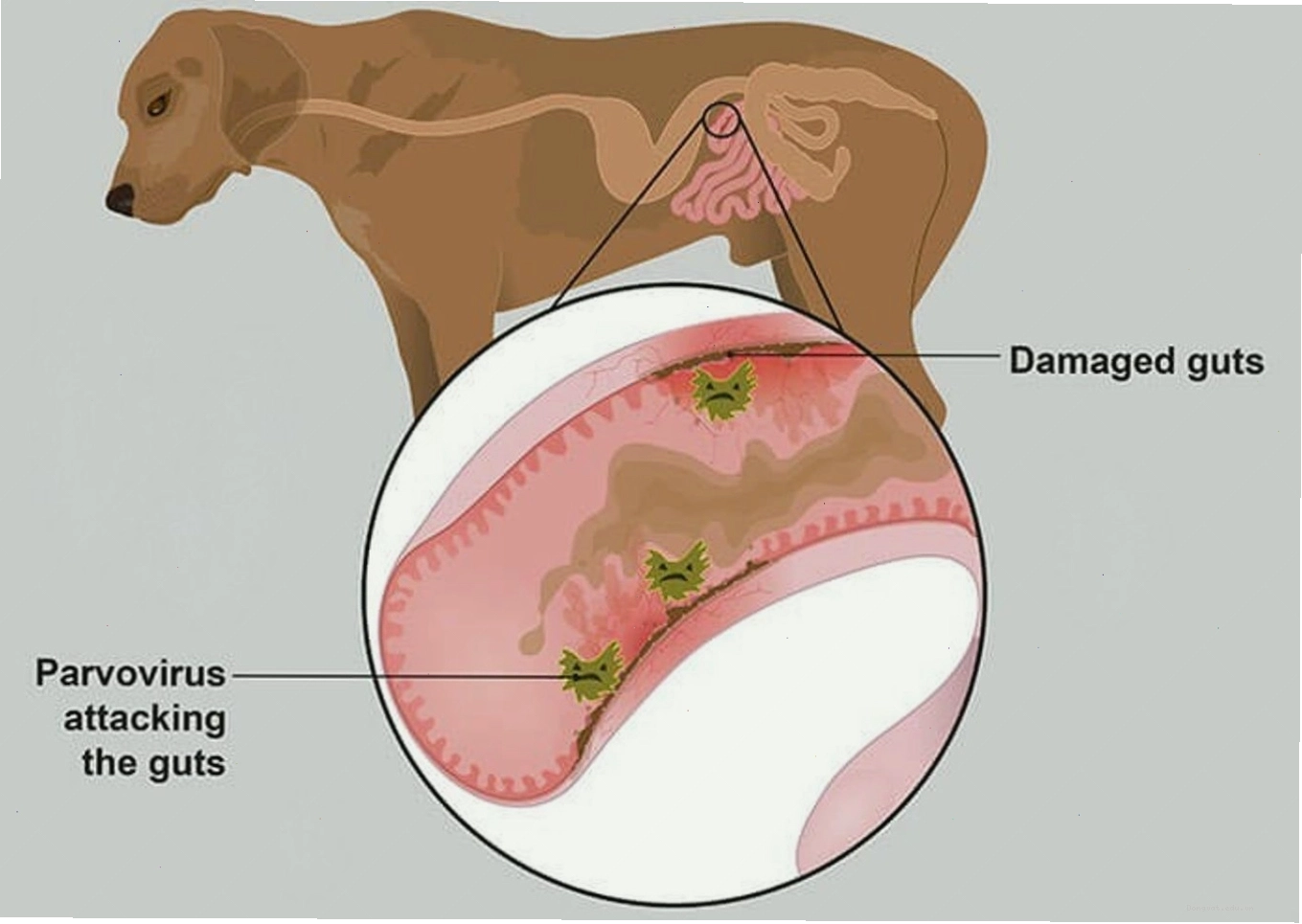 Thú cưng bị nhiễm khuẩn Parvo có thể nôn mửa