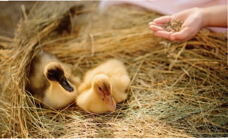 Thức ăn cho vịt con bao gồm cám, rau xanh và các loại phụ gia
