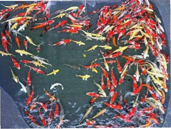 Thức ăn chuyên dụng cho cá Koi mini