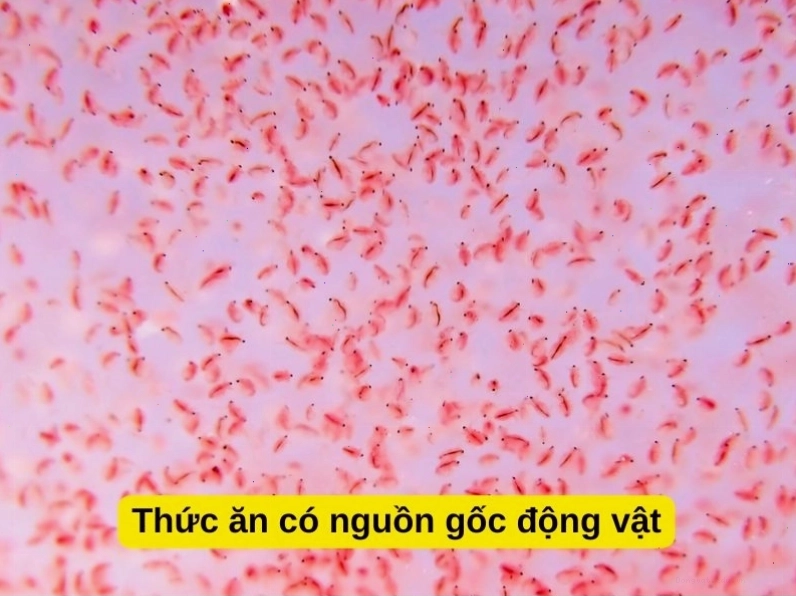 Thức ăn có nguồn gốc động vật cho cá ba đuôi