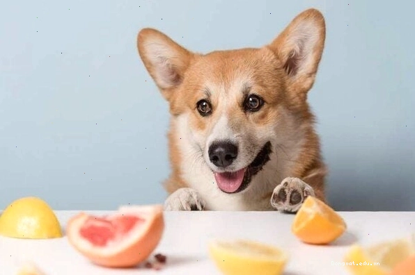 Thực phẩm cho chó Corgi
