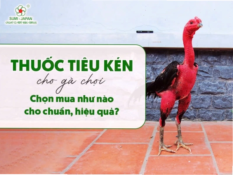 Thuốc tiêu kén hỗ trợ gà con khỏe mạnh