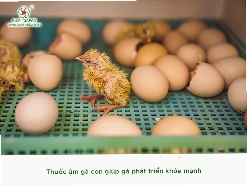 Thuốc úm gà con Sumi Farm giúp gà phát triển nhanh