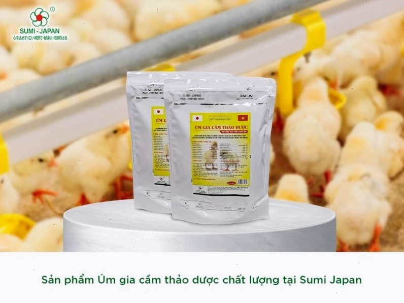 Thuốc úm gà con Sumi Japan giúp cân bằng hệ vi sinh