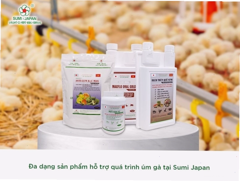 Thuốc úm gà con Sumi Japan hỗ trợ tăng trưởng vượt trội