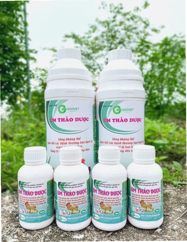 Thuốc úm gà con từ thảo dược Goovet an toàn và hiệu quả