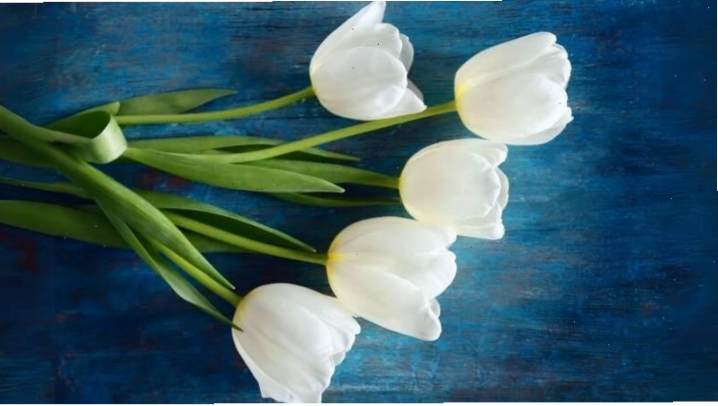Thưởng thức vẻ đẹp thanh nhã qua hình nền hoa tulip