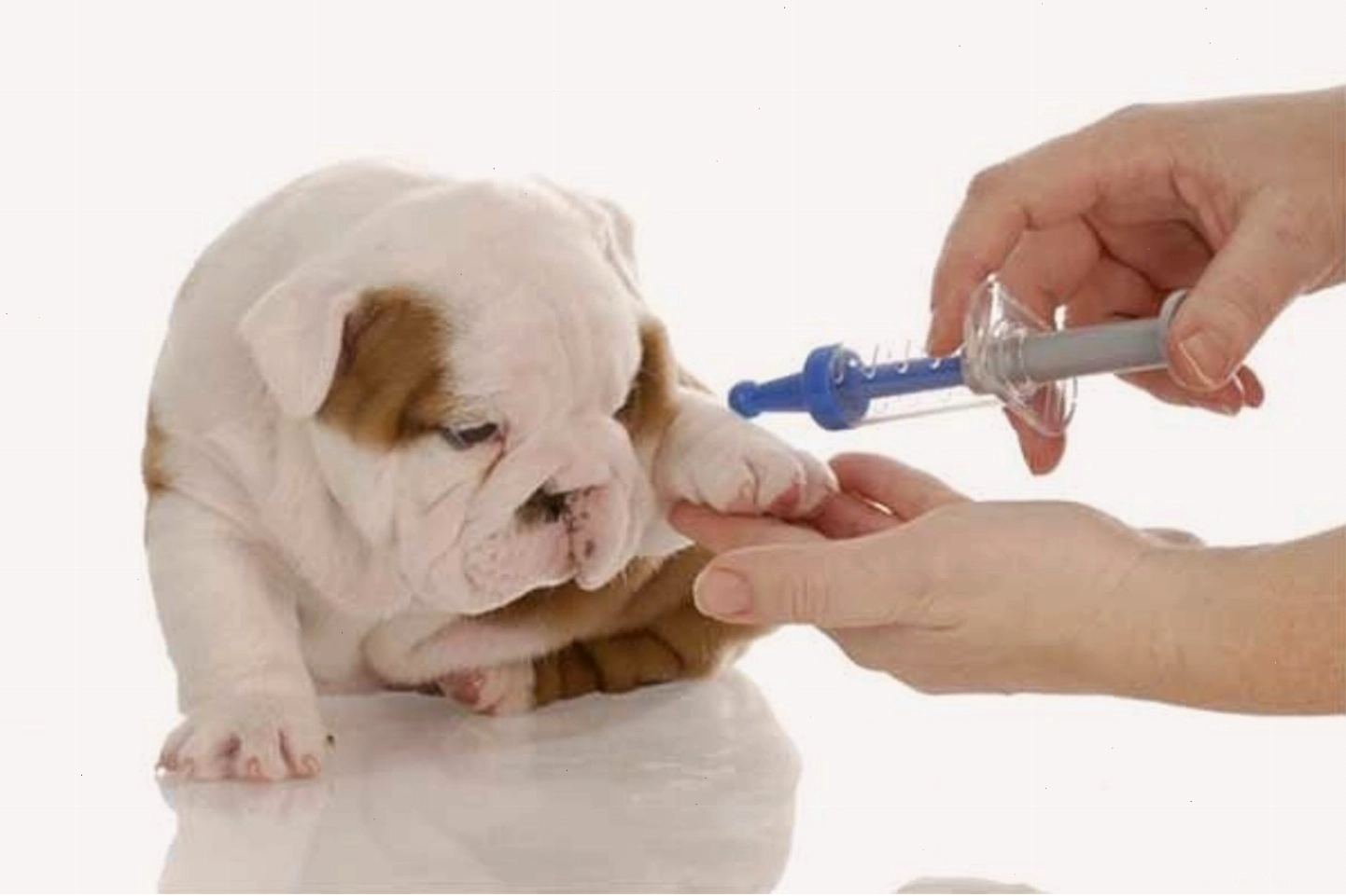 Tiêm phòng cho thú cưng để tránh bệnh tật