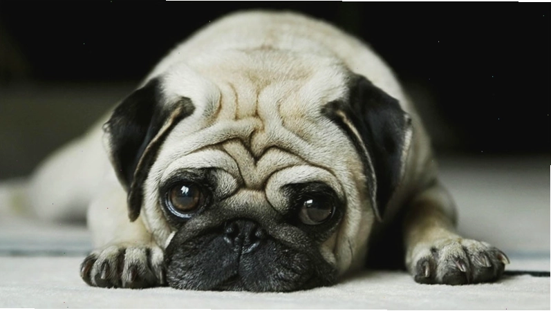 Tính cách chó Pug: thông minh, tình cảm, vui vẻ và trung thành