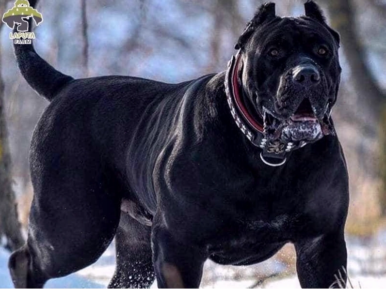 Tính cách trung thành và thông minh của chó Ngao Ý Cane Corso