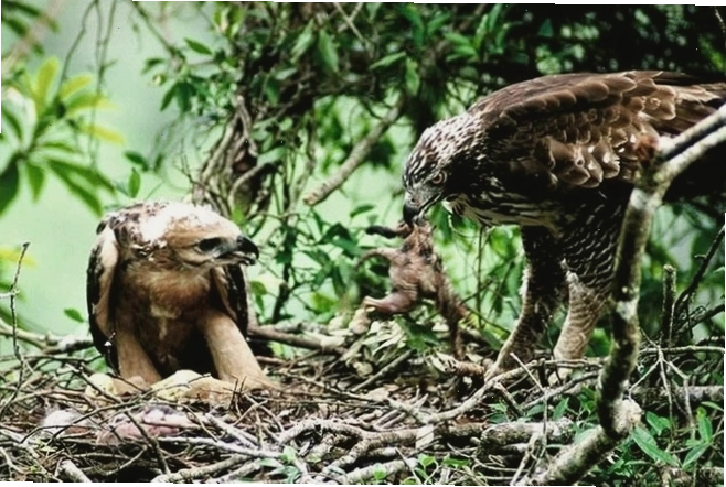 Tổ đại bàng thường được xây ở nơi hiểm trở khó tiếp cận