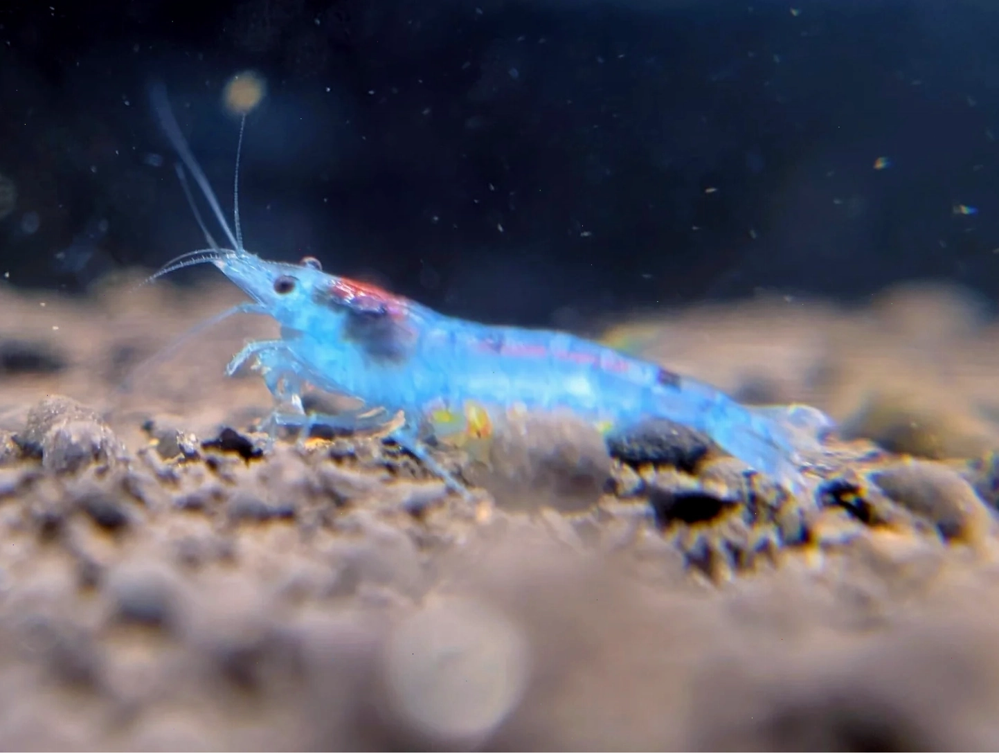 Tôm Blue Jelly - loại tôm cảnh thủy sinh màu xanh dương
