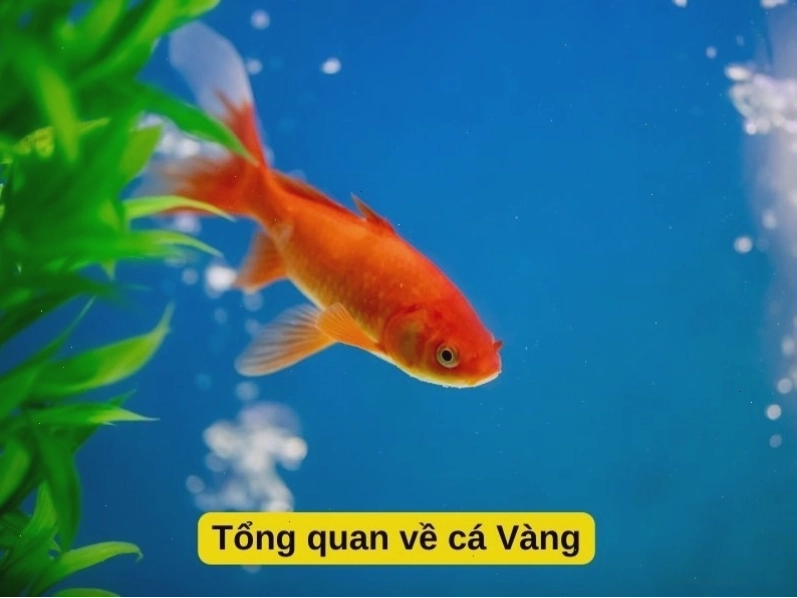 Tổng quan về các loài cá Vàng và cách chăm sóc cơ bản