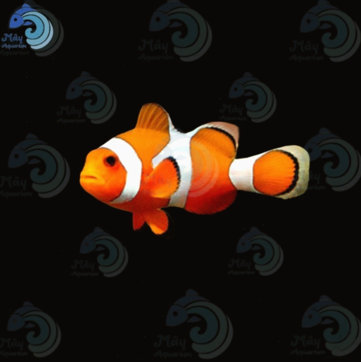 Tổng quan về một bể cá hề Nemo khỏe mạnh