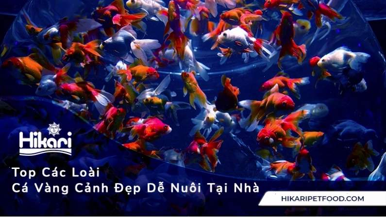 Top 10 Các Loài Cá Vàng Cảnh Đẹp Dễ Nuôi Tại Nhà