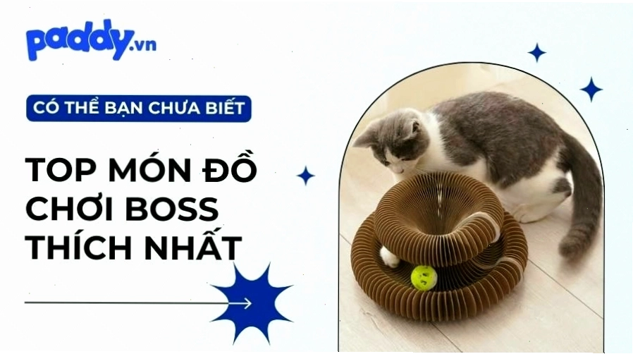 Top 10 Món Đồ Chơi Mèo Yêu Thích Nhất