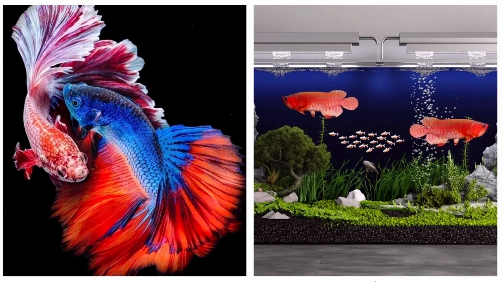 Trại cá cảnh chuyên Guppy với đa dạng các dòng cá bảy màu