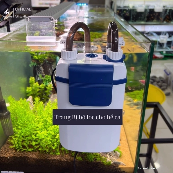 Trang bị bộ lọc hiệu quả cho bể cá kiếm đỏ