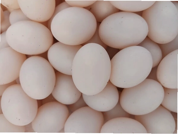 Trứng chim bồ câu giả dùng làm cảnh