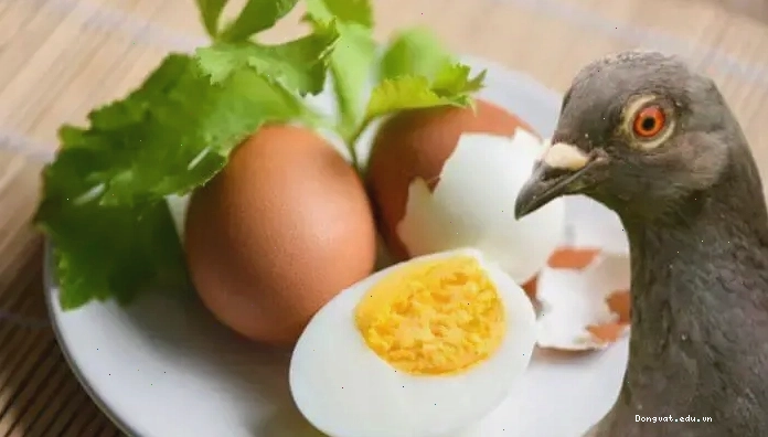 Trứng luộc chín nghiền nhỏ là thức ăn bổ sung dinh dưỡng cho chim bồ câu