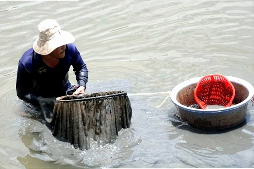 Từ lòng sông đến tiệm cá cảnh: Hành trình của các loài thủy sản