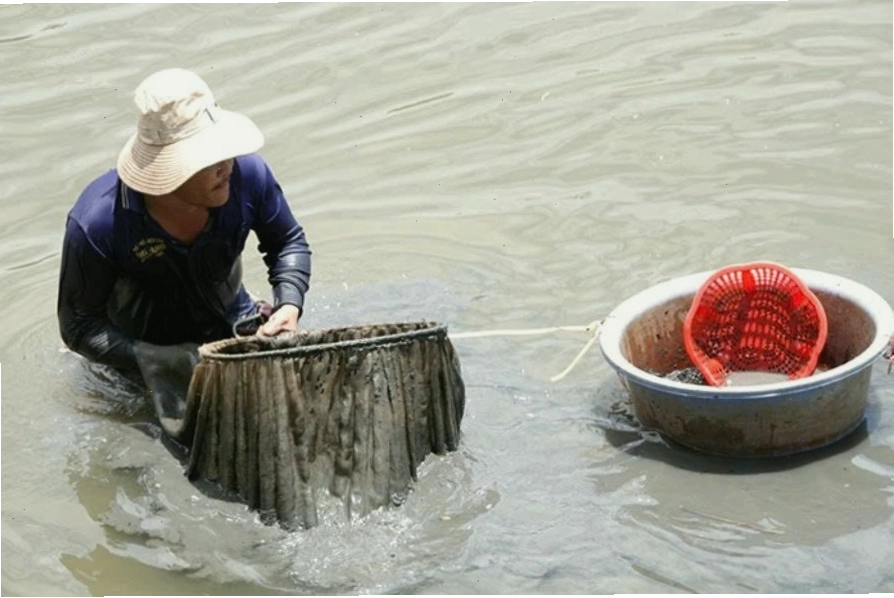 Từ lòng sông đến tiệm cá cảnh - minh họa về các loài thủy sinh