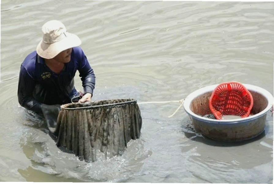 Từ lòng sông đến tiệm cá cảnh: sự phong phú của thế giới sinh vật thủy sinh
