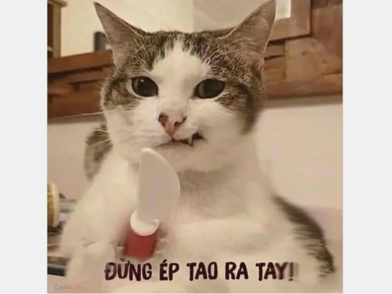 Tuyển tập ảnh meme thú vị, hài hước nhất