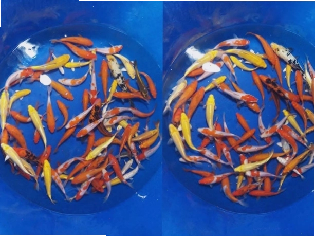 Vẻ đẹp của cá Koi giống tại trang trại Askoi Farm