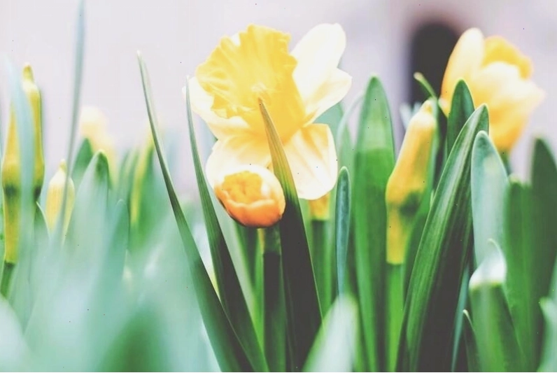 Vẻ đẹp mê mẩn của hoa tulip trong hình nền chill