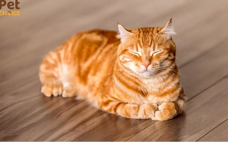 Vẻ mặt đáng yêu của mèo mướp