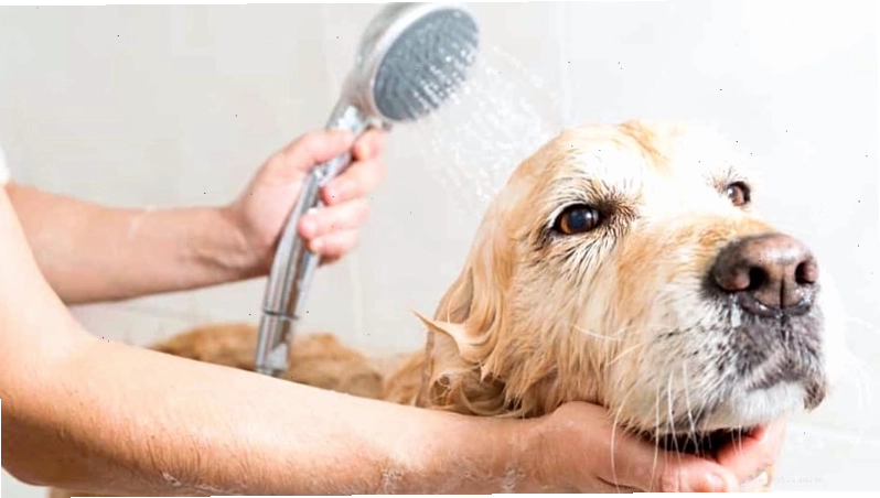 Vệ sinh định kỳ giúp chó cỏ khỏe mạnh