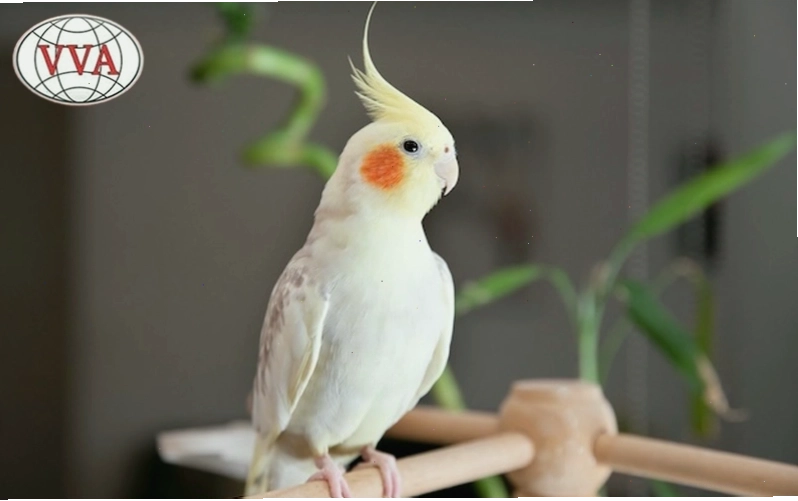 Vẹt Cockatiel đáng yêu với mào lông đặc trưng và tính cách hiền lành