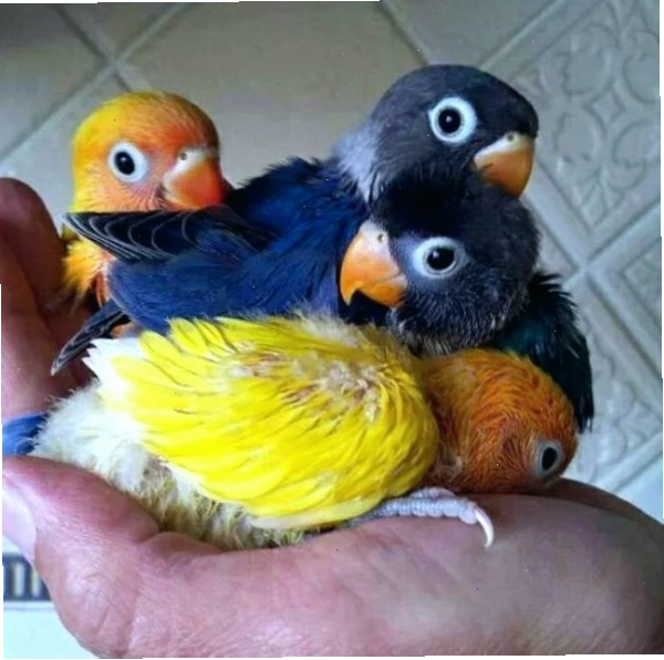 Vẹt Lovebird khỏe mạnh, nhanh nhẹn