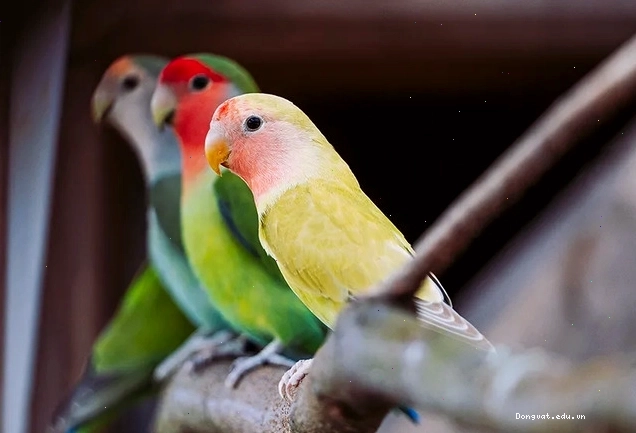 Vẹt Lovebird là người bạn đồng hành tuyệt vời cho mọi gia đình